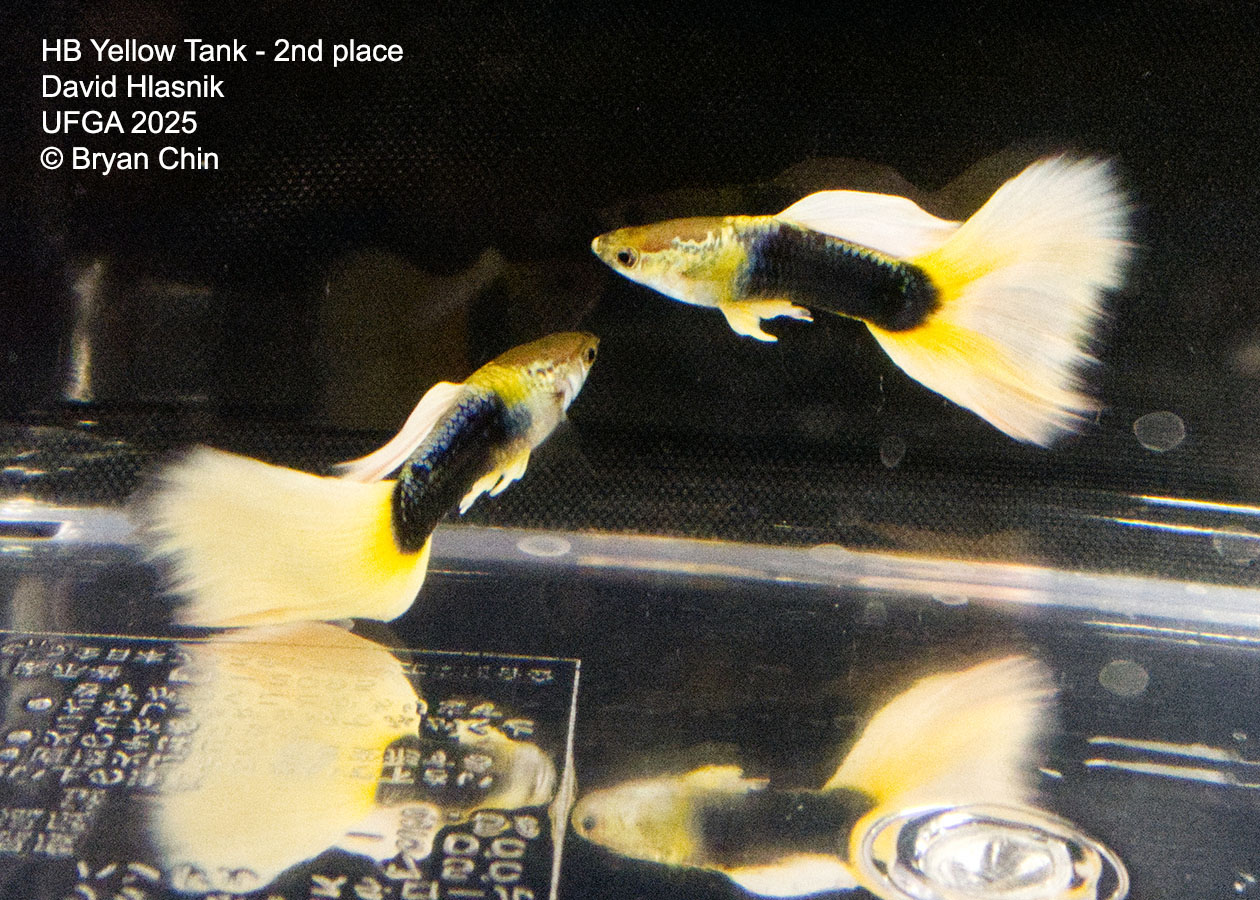 Guppy HB Yellow